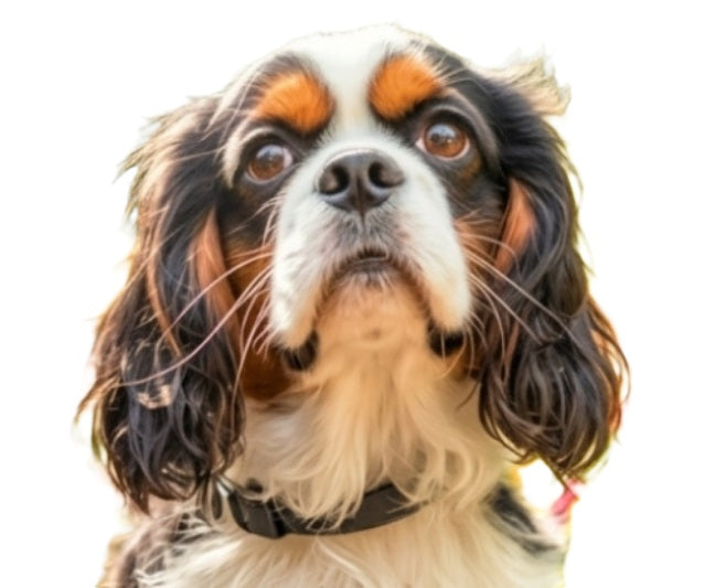bernese mountain dog