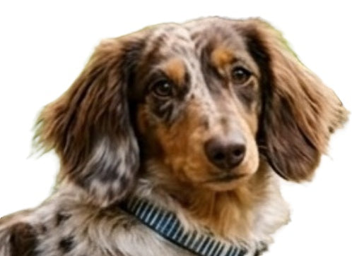 dachshund