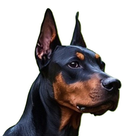 doberman