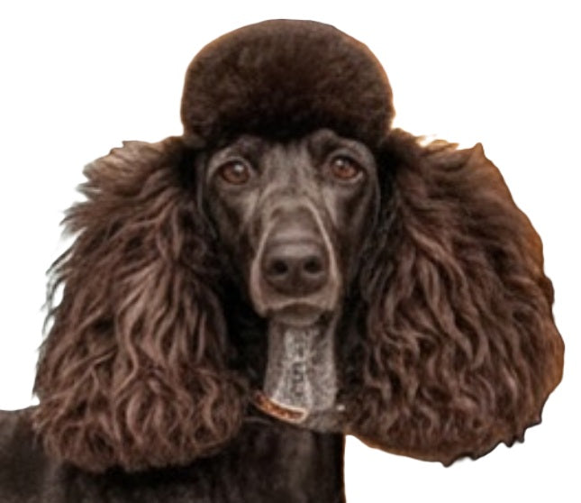 poodle