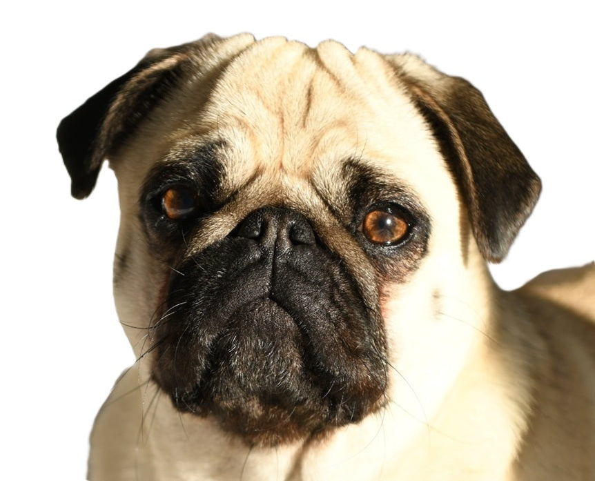 pug