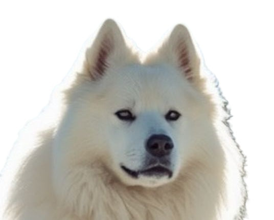 samoyed