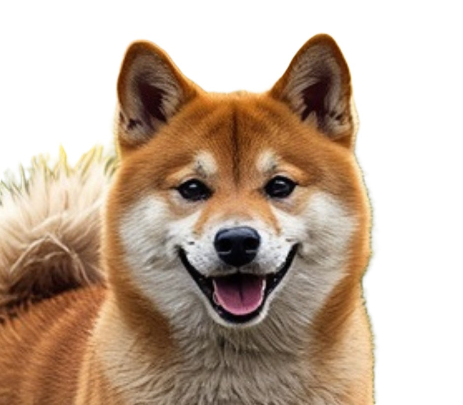 Shiba