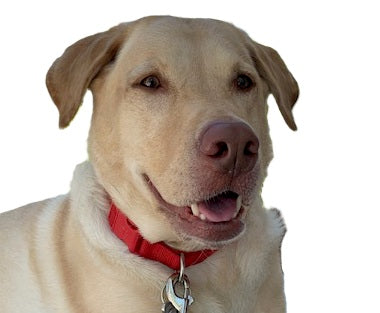YOUR Dog