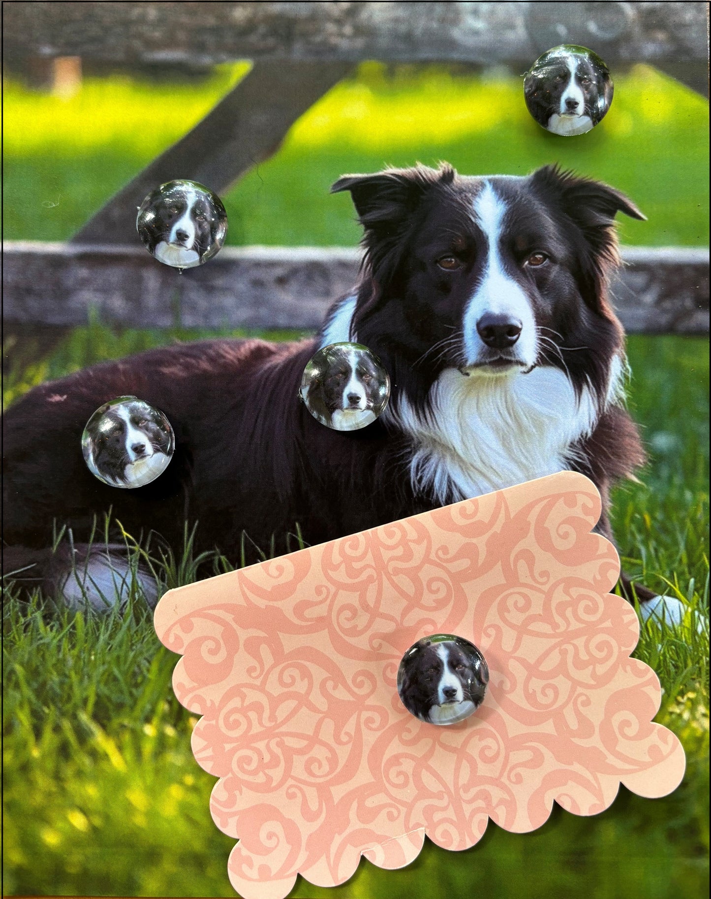 Border Collie Desktop Magnet/Memo Board