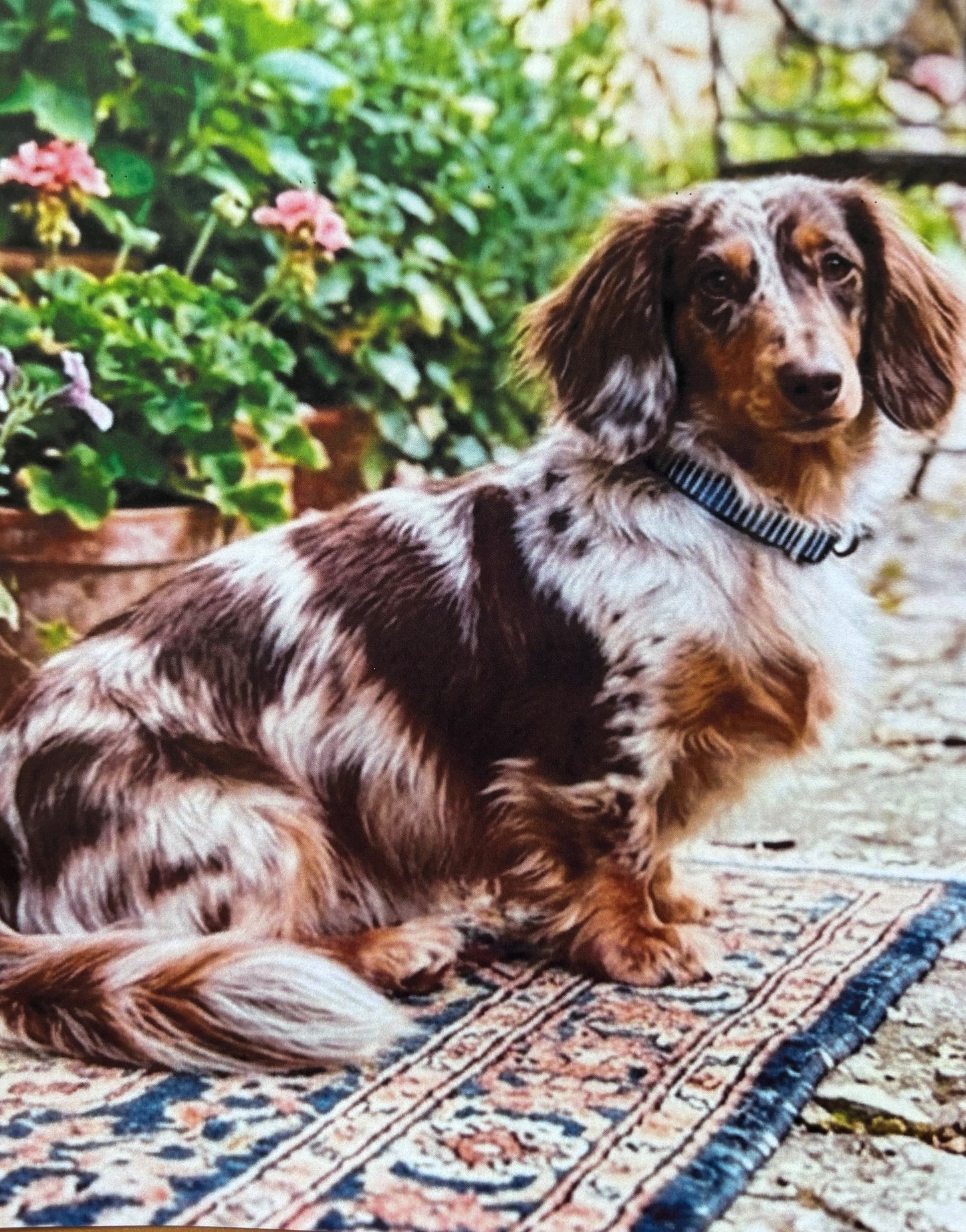 Dachshund Desktop Magnet/Memo Board